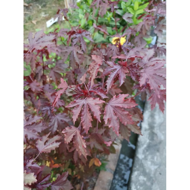Bahan stek red panama