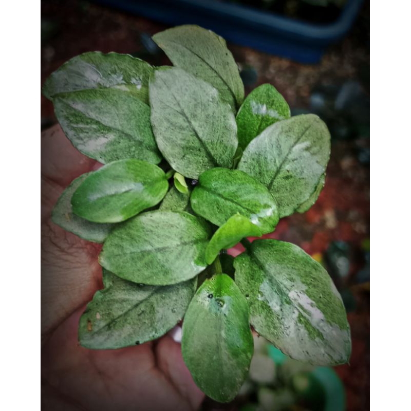 Anubias Jade Clump