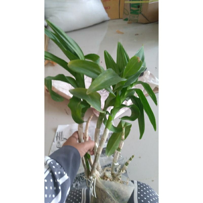 dendrobium jumbo