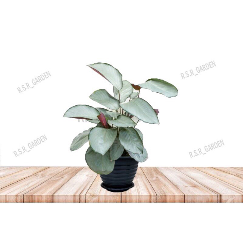 Calatea Silver