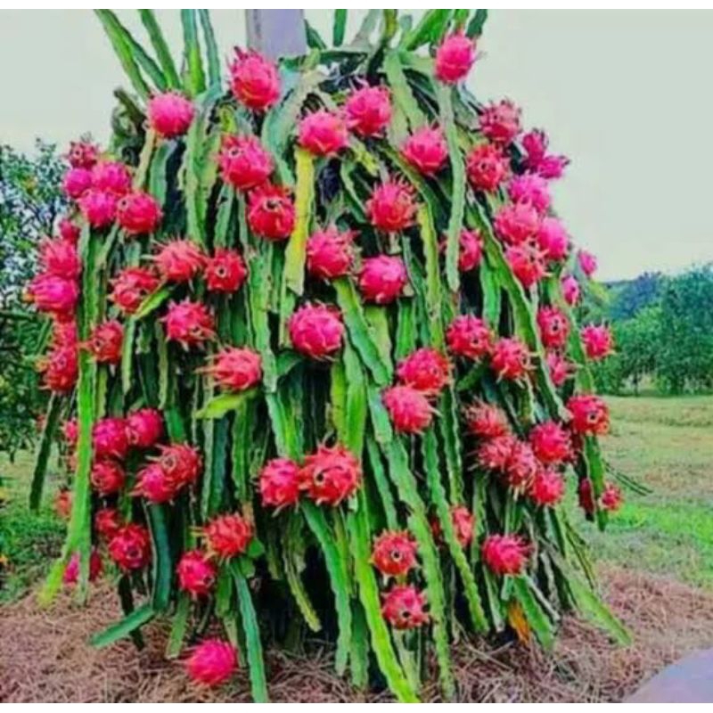 bibit buah naga merah