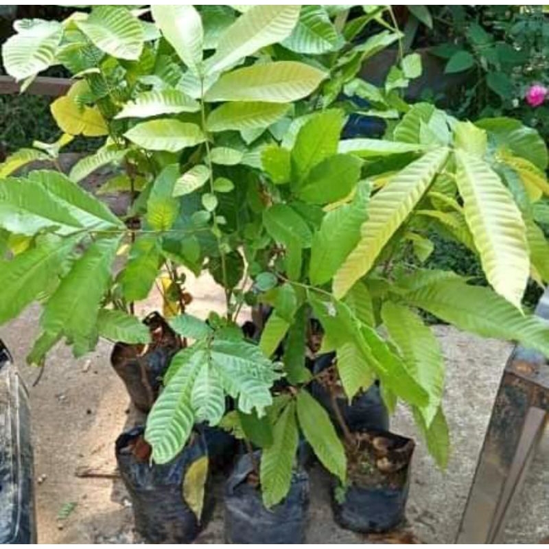 bibit pohon matoa