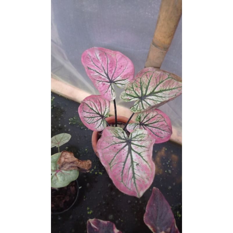 keladi packing cargo 5kg