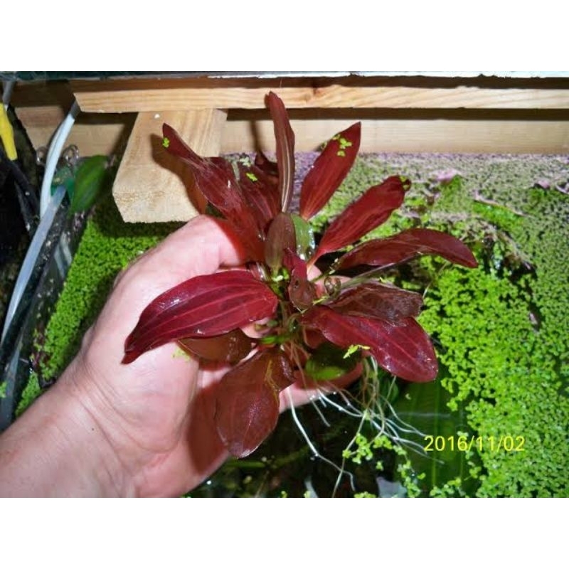 Echinodorus Joyo Red Star