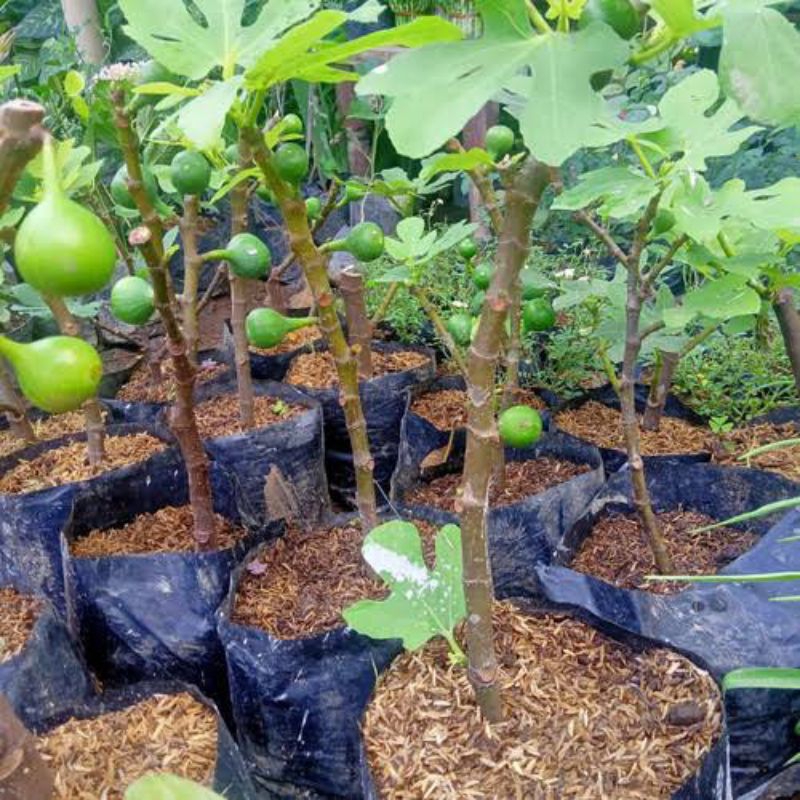 BIBIT BUAH TIN