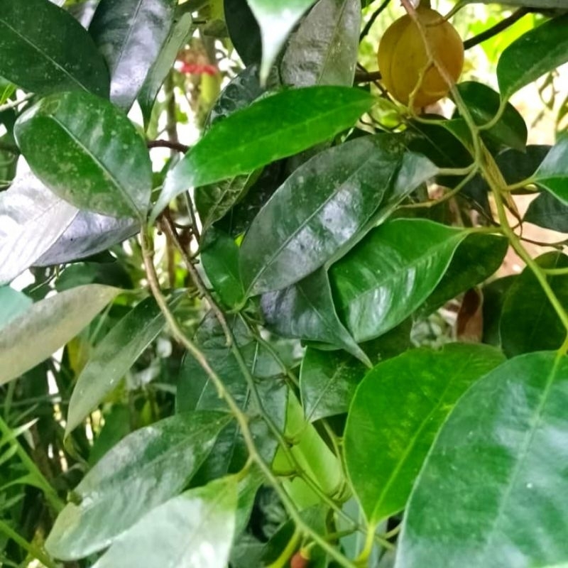 DAUN PALA SEGAR 500GR