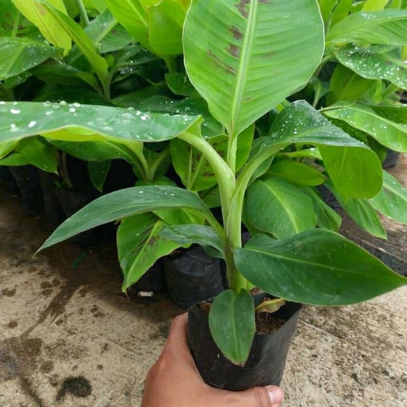 BIBIT PISANG SUSU