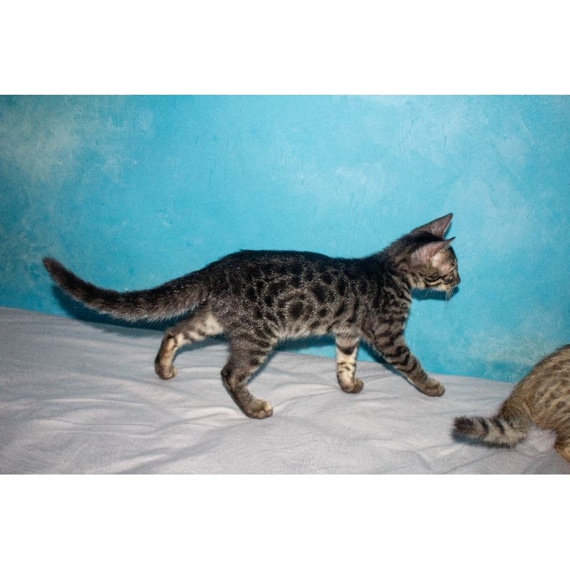 Kucing Bengal