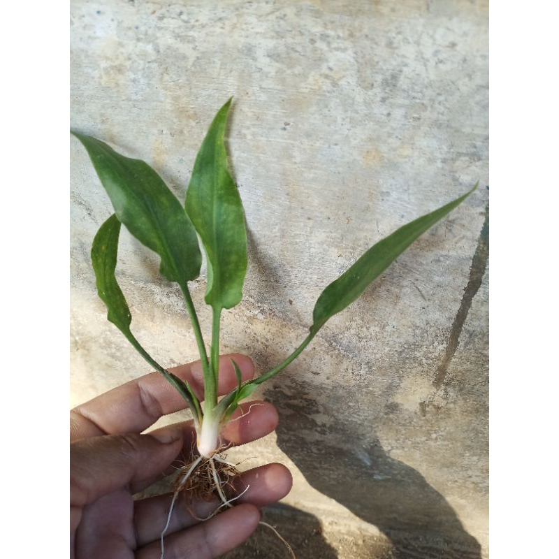 criptocililata tanaman aquascape