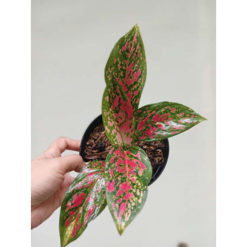 aglonema red venus