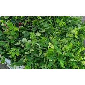 daun katu segar 250gram