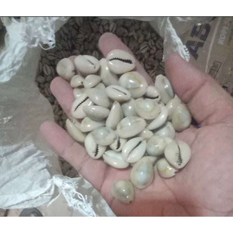 Mainan Kerang Asli 100Pcs