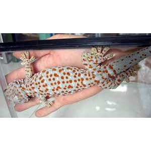 TOKEK PANJANG