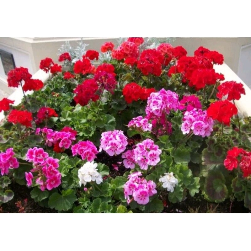 Tanaman hias bunga geranium