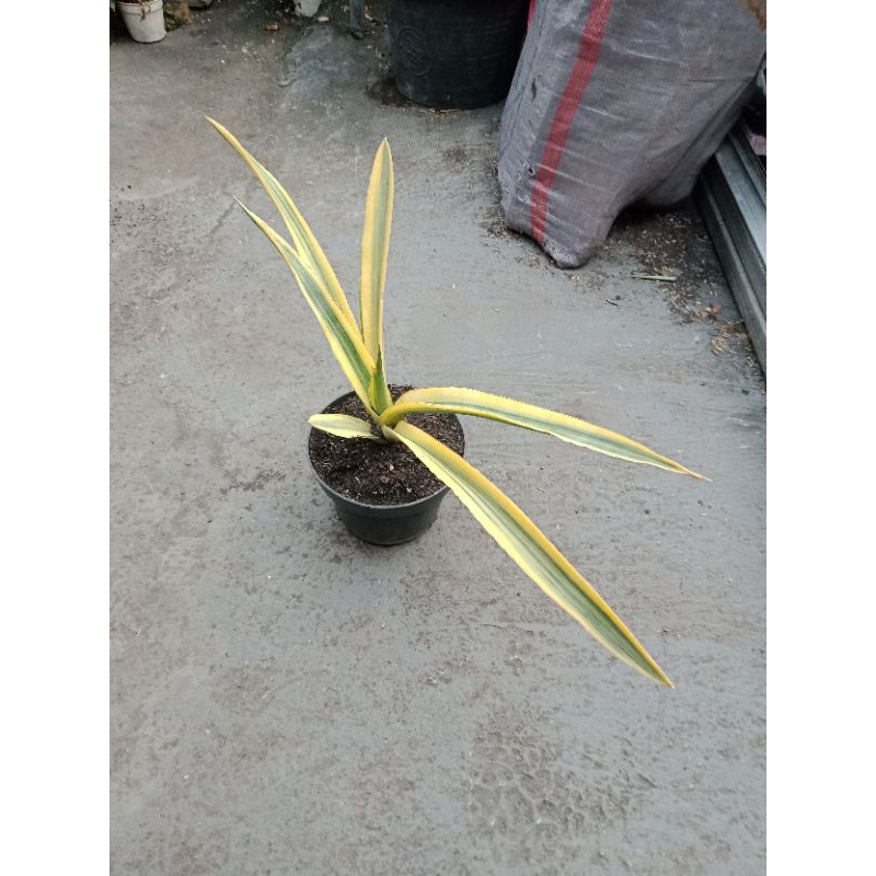 sansivera katana Varigata