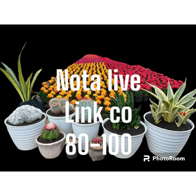nota live 1 kg