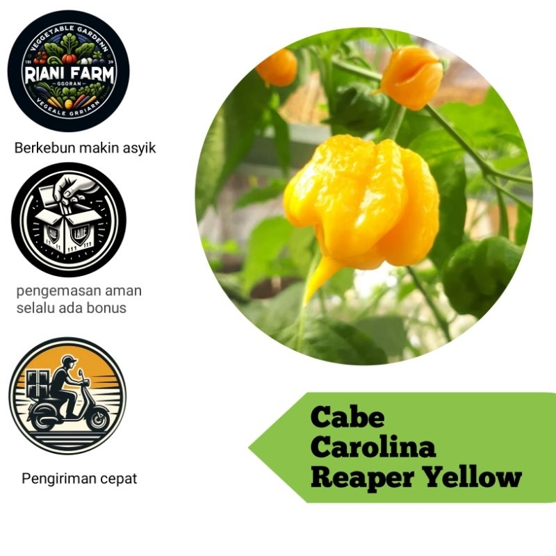 Cabe Carolina Reaper Yellow