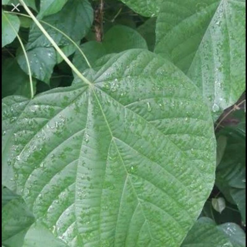 (promo) daun katimaha/10 daun