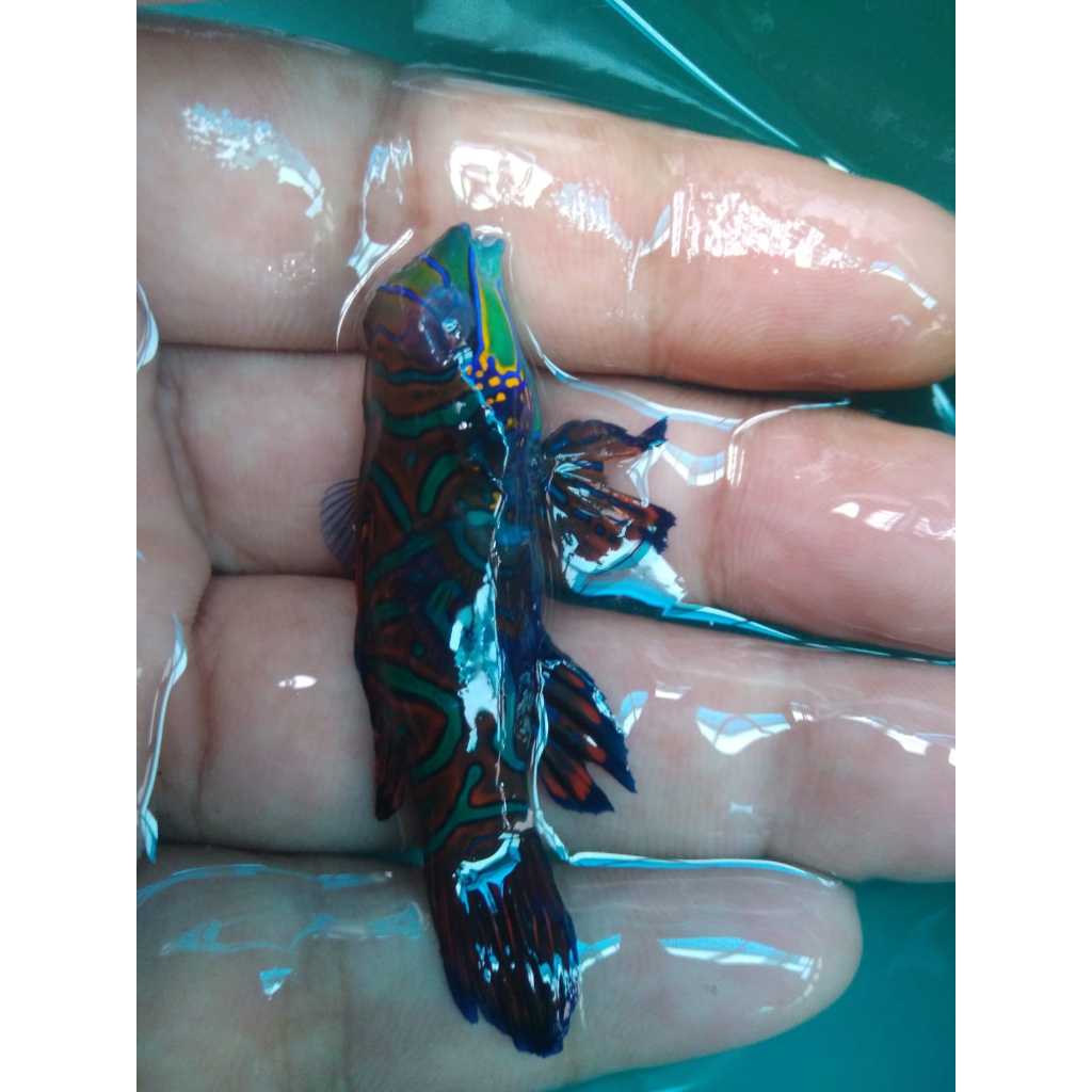 Mandarin Asli - Mandarin Fish