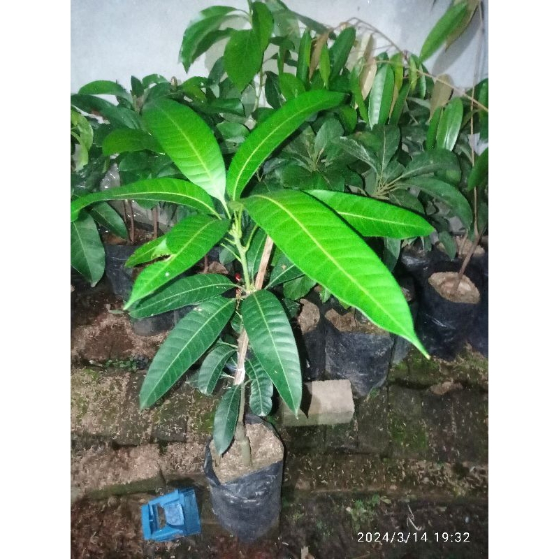 Bibit Mangga Kiojay Super