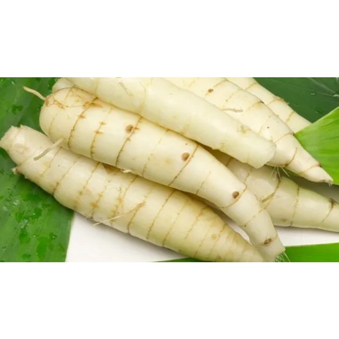 Jamu maag