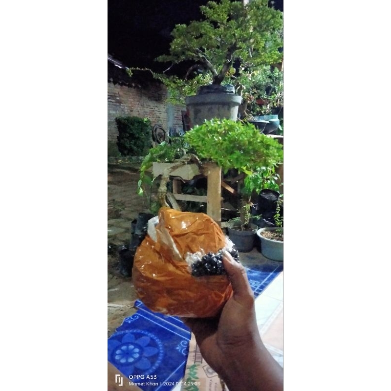 bahan bonsai 1 kilo
