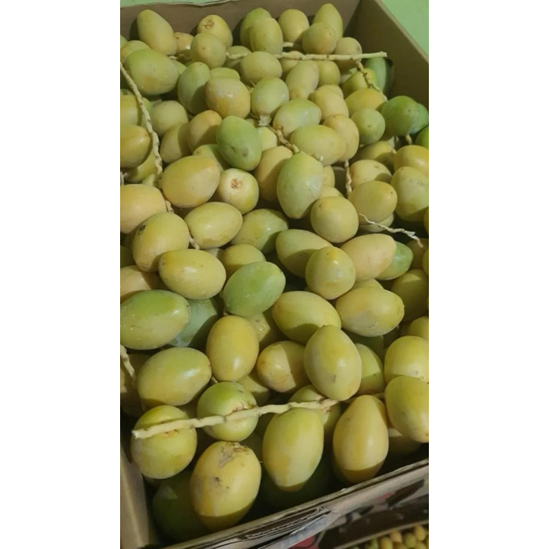 kurma muda 500gram