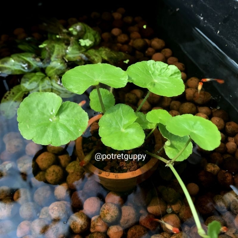 Pegagan Hydrocotyle Leucocephala