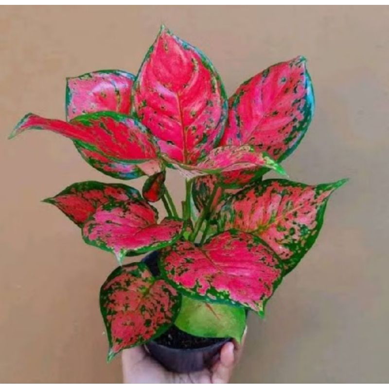 Aglonema Dut Anjamani