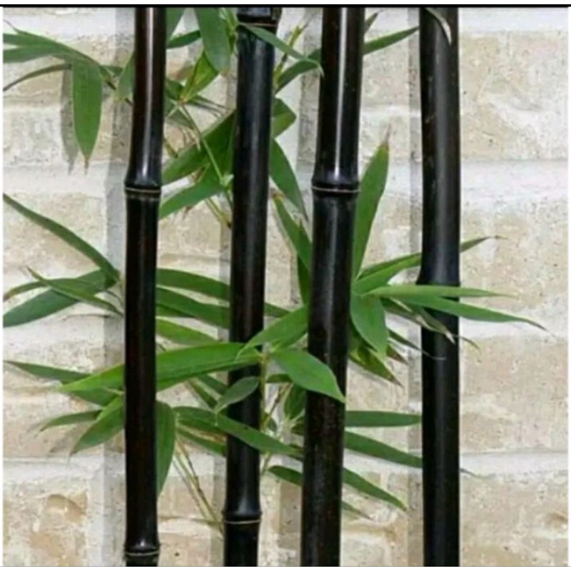 bibit bambu hitam