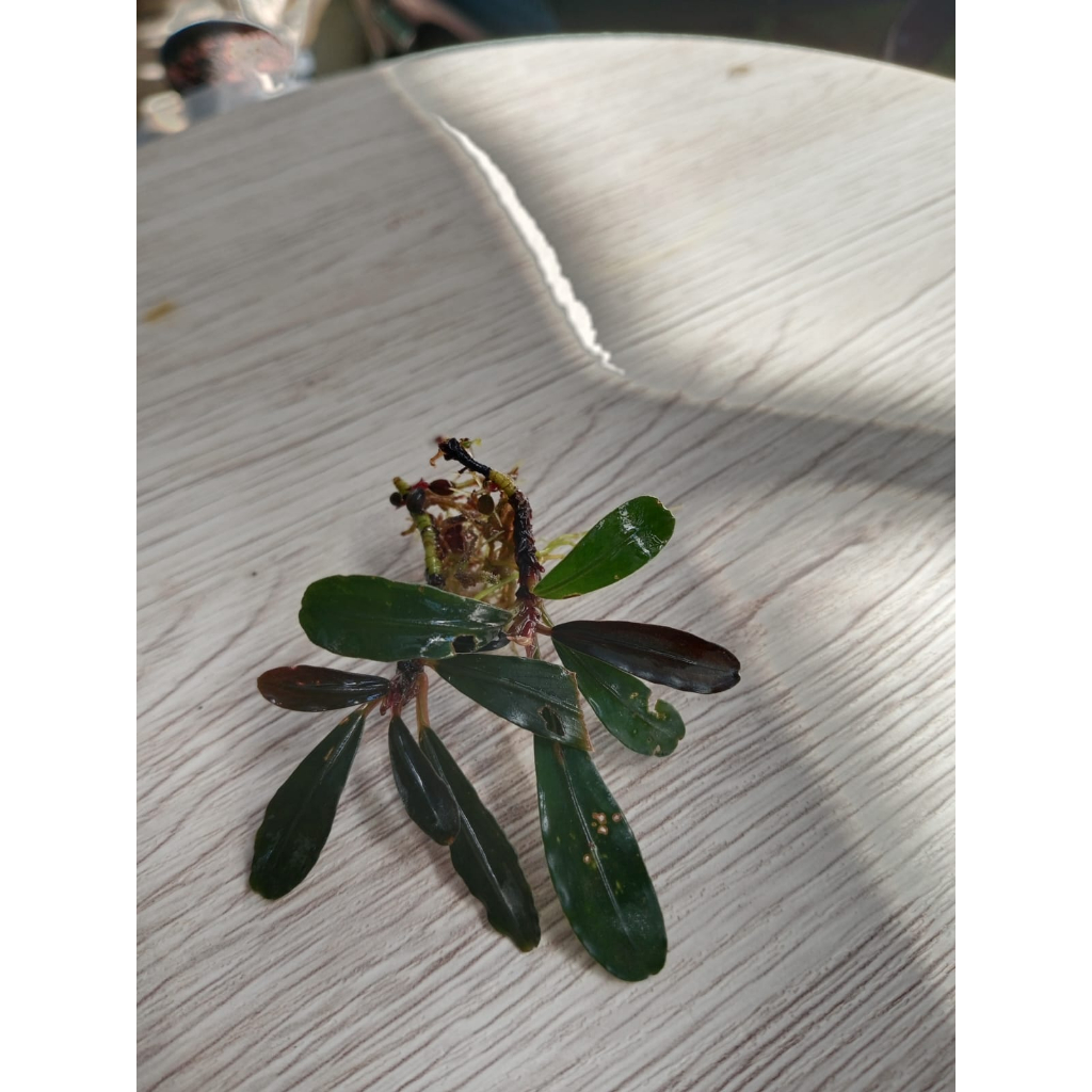 bucephalandra Green Paris
