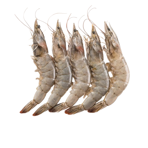 Udang segar