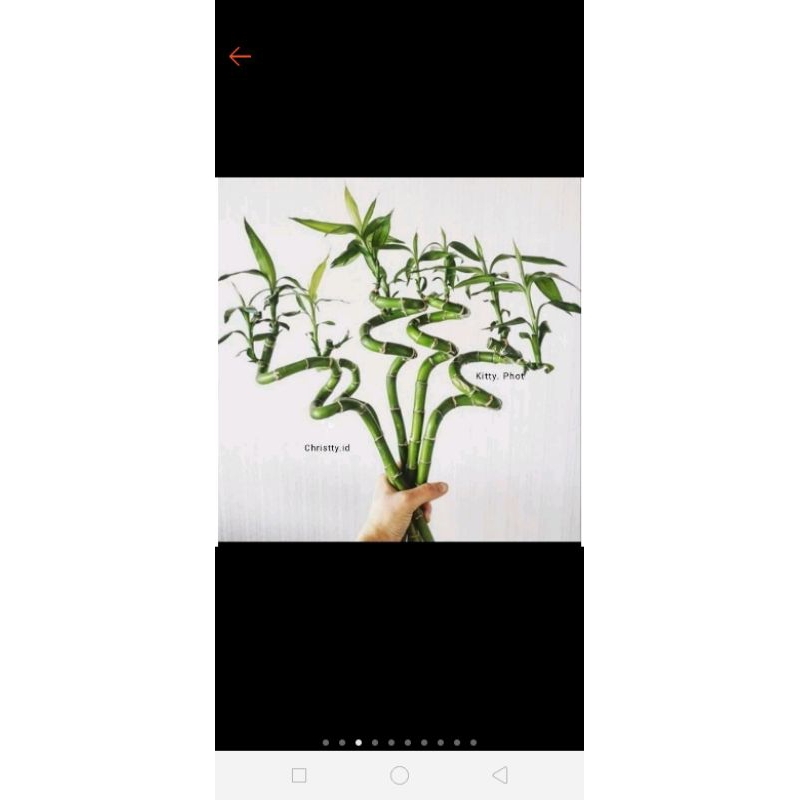 Bambu hoky lilitan