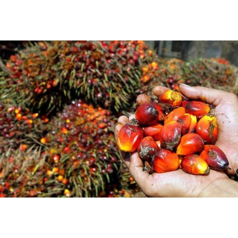 Perkakas kebun sawit