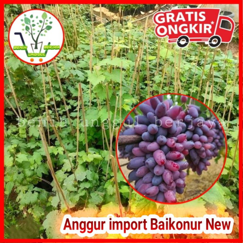 Bibit Anggur Baikonur New Valid