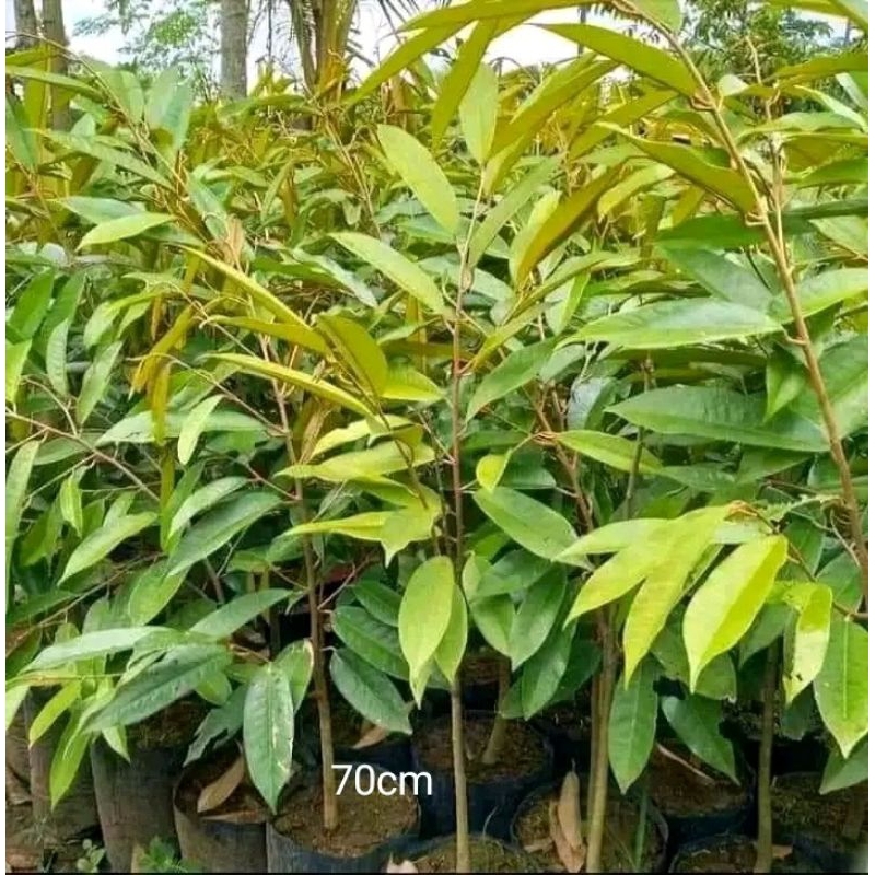 bibit durian montong