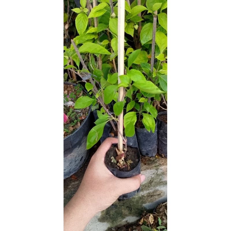 bunga bugenvil ori berbagai macam jenis