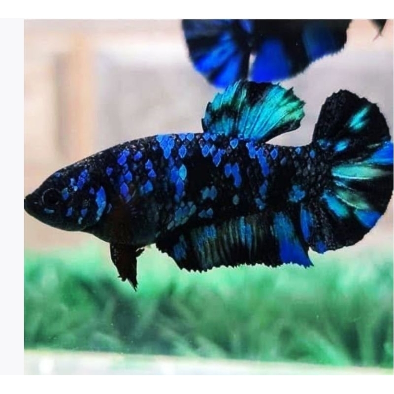 Avatar female