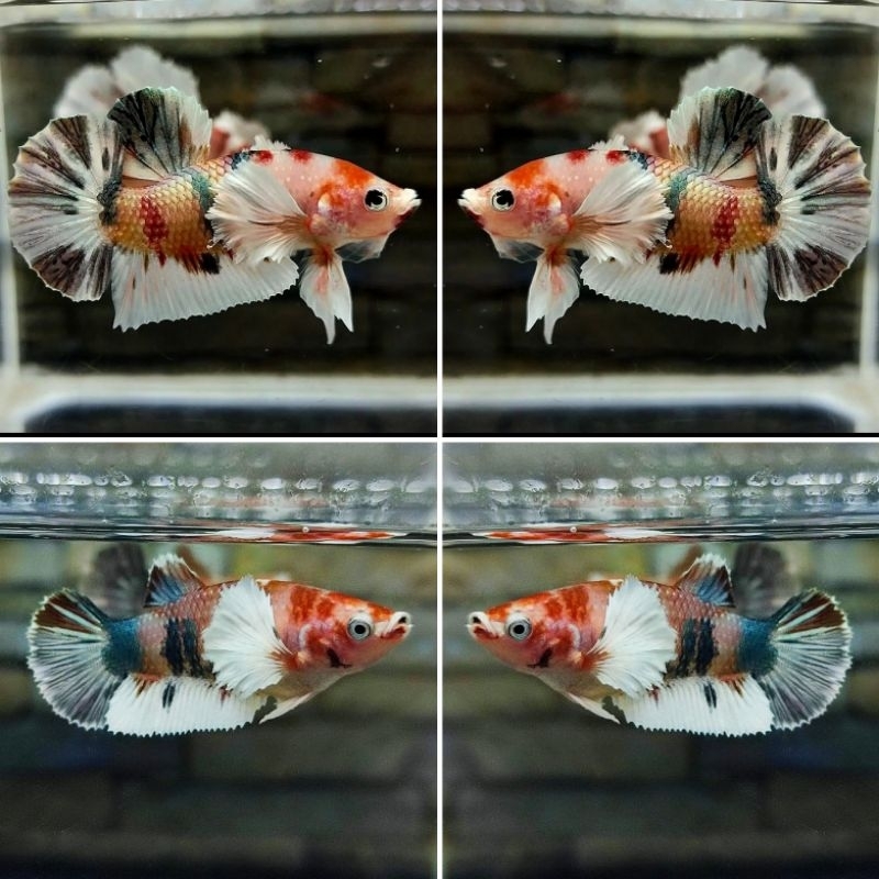 Dumbo ear nemo copper sepasang