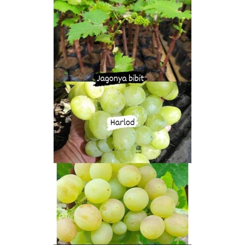 bibit anggur import harlod