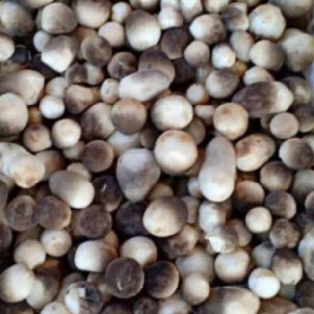 jamur merang 1kg
