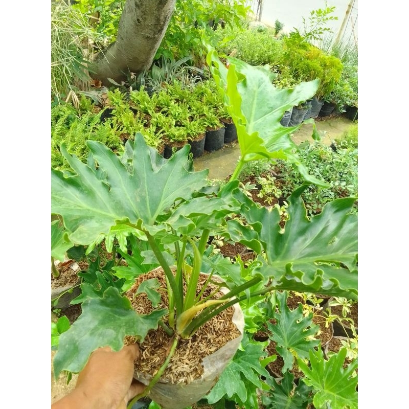 Tanaman pilo jari