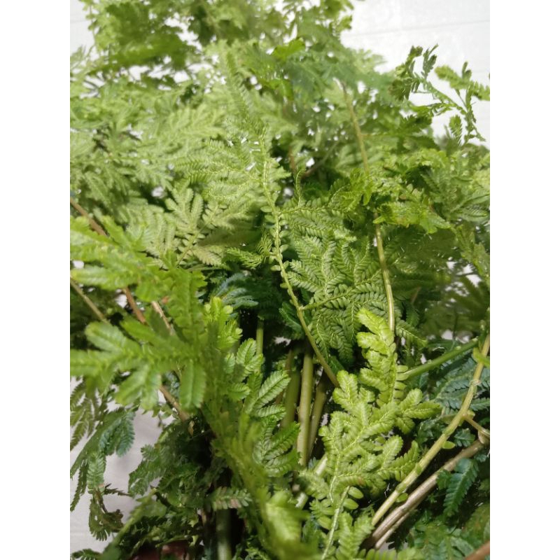 Daun Pakis segar