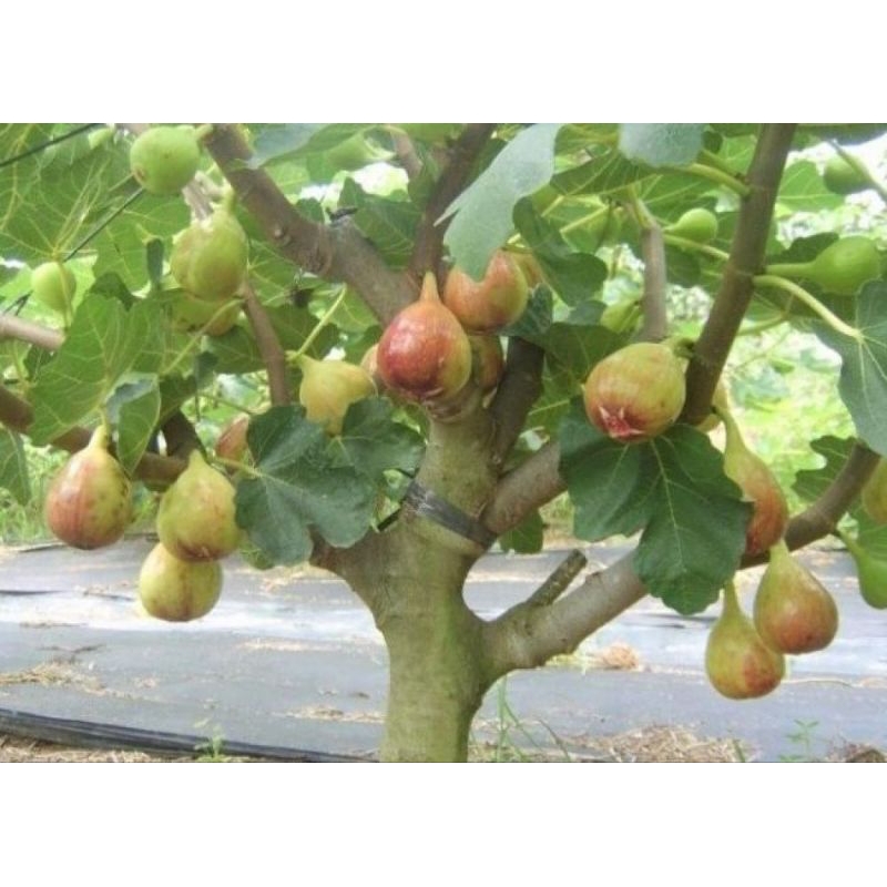 Tin jumbo siap berbuah