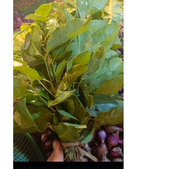 Daun salam 1iket