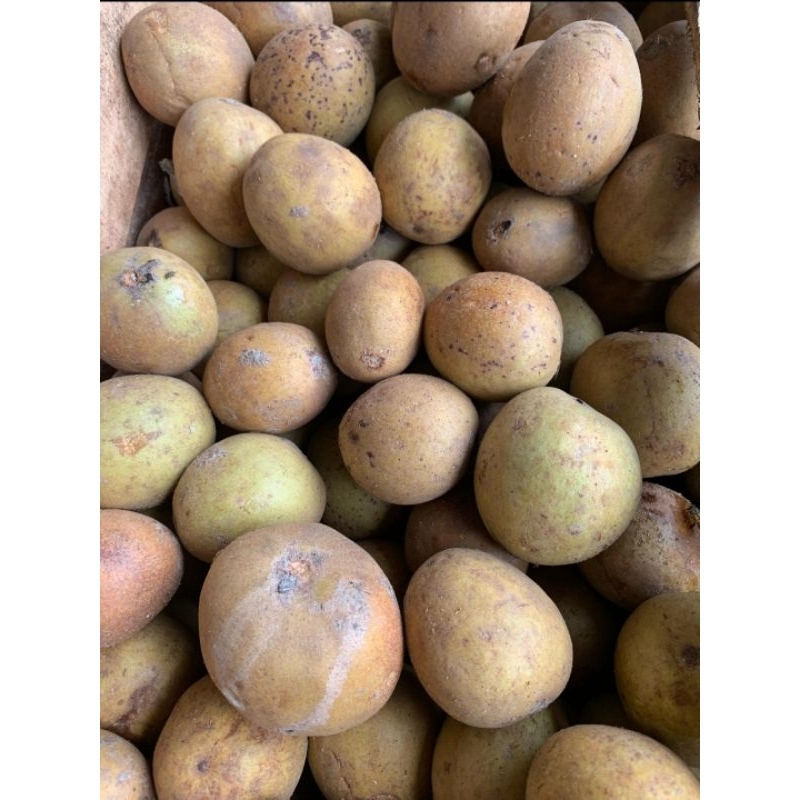 buah sawo