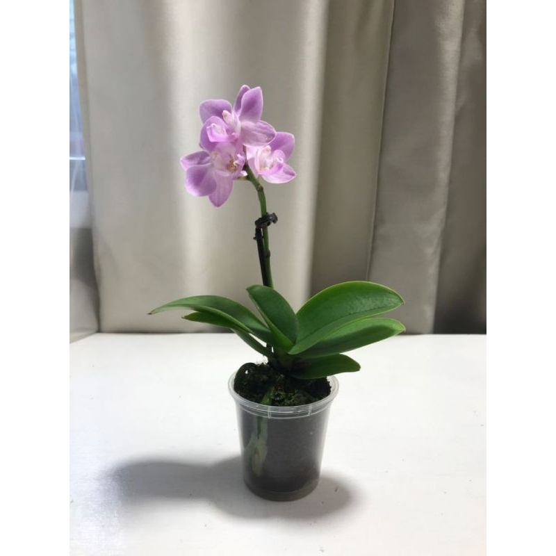 Seedling Anggrek Dendrobium Burana Emerald