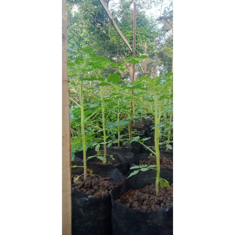 jual bibit