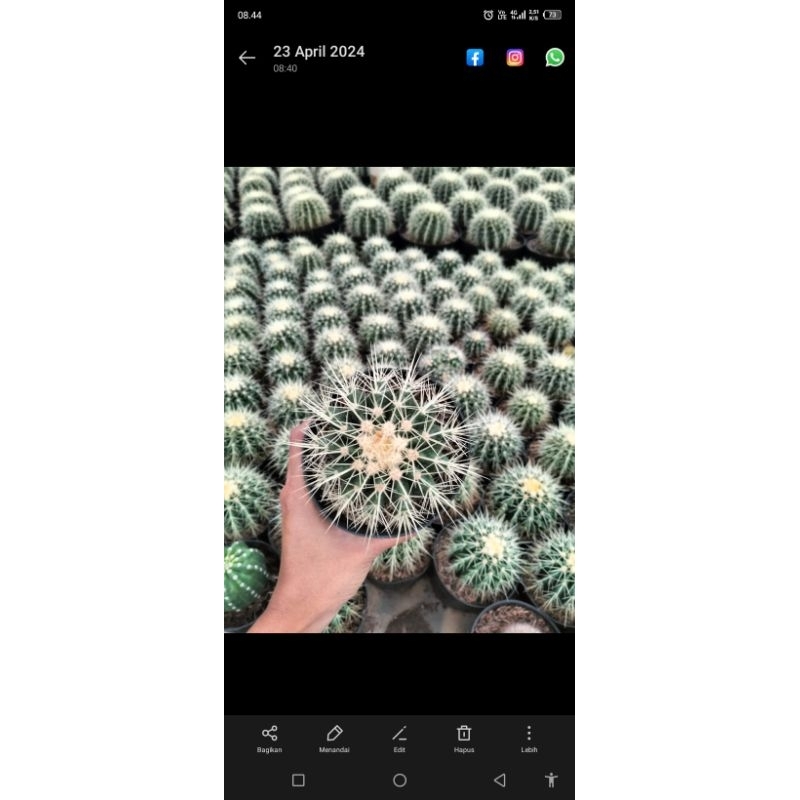 link live 10.000-50.000
