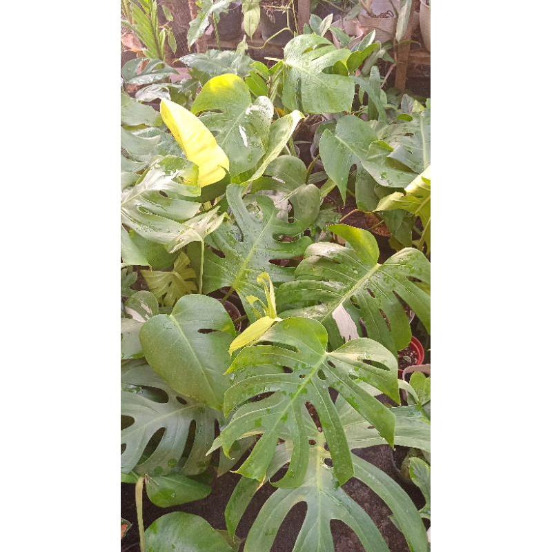 tanamahiasmonstera